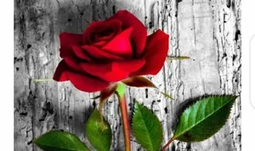 Kırmızı gülün gizemi