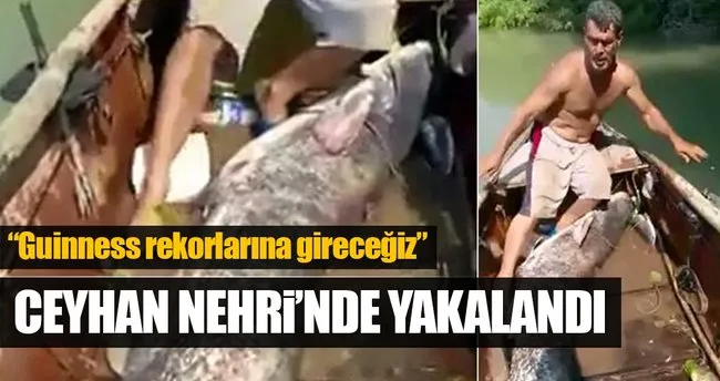 ceyhan nehri nde dev yayin baligi