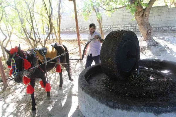 Yüzlerce yıllık gelenek ile zeytinyağı üretiyorlar