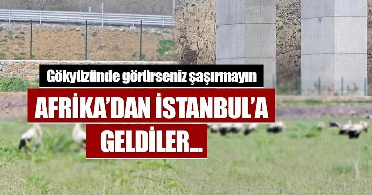 Leyleklerin İstanbul molası