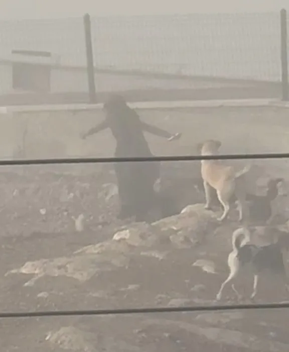 Ankara’da dehşet dolu anlar: Hamile kadın sokak köpeklerinin saldırısına uğradı!