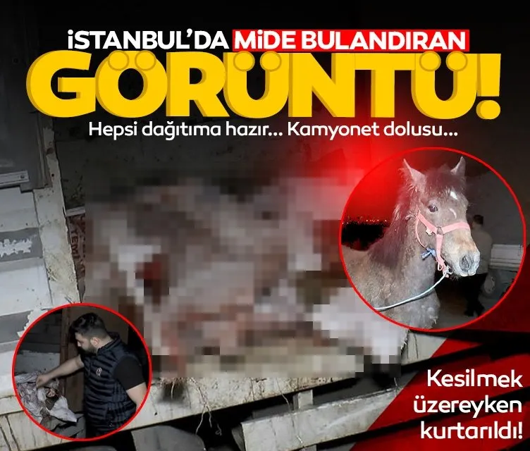 İstanbul’da mide bulandıran görüntü: Kamyonet dolusu at eti çıktı!