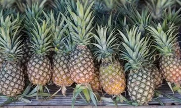 Ananas nerede yetişir? Ananas hangi mevsimde, ağaçta mı yetişir?