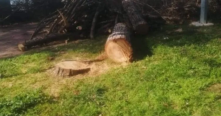 Yine Burhaniye yine ağaç katliamı