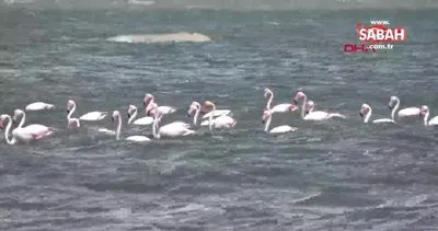 Flamingoların ilk kafilesi Van Gölü’ne geldi | Video