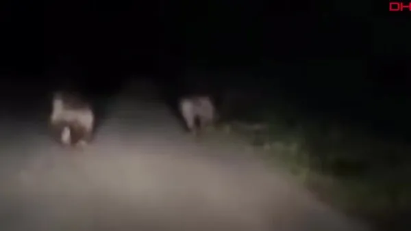 Bartın'da tepki çeken görüntüler... Yoldaki ayı ailesi otomobil ile korkutularak böyle kovalandı! | Video