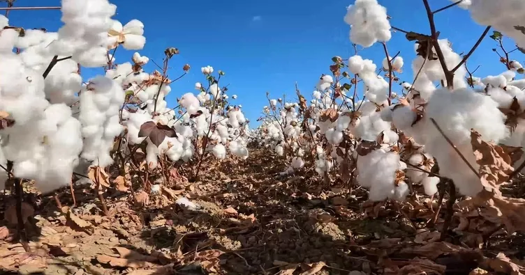 Bakırçay ovasında ‘Beyaz altın’ zamanı