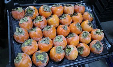 Cennet hurması, üreticiyi sevindirdi