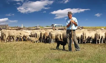 Rüyada çoban görmek ne anlama gelir?