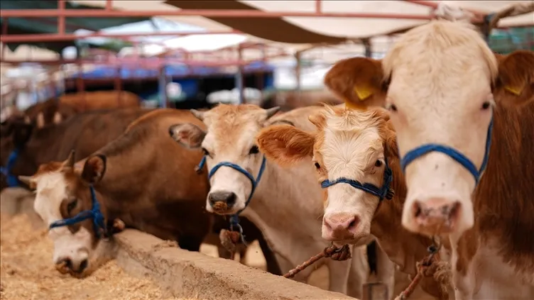 300 bin TL’ye de var 30 bin TL’ye de! 2026 kurbanlık fiyatları netleşti