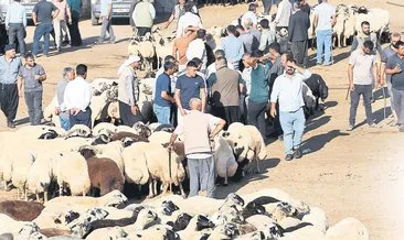 Kurban pazarlarında hareketlilik başladı #adana