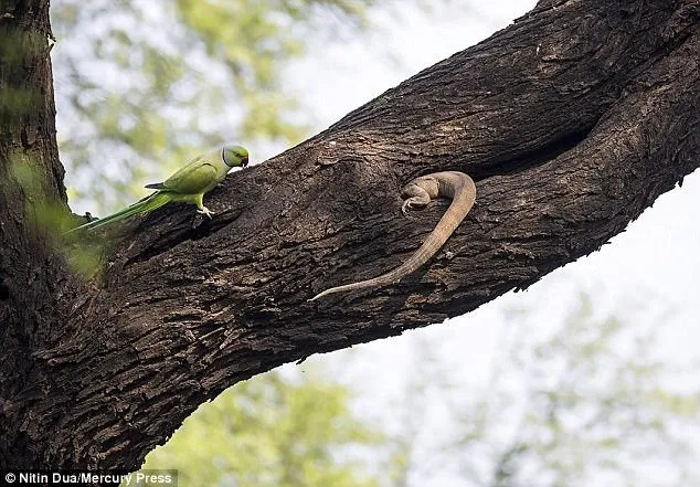 Yavrularını korumaya çalışan kuşun kertenkele ile mücadelesi