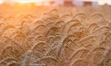 Rusya: Yaklaşık 25 milyon ton tahıl tedarik edebileceğiz