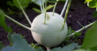 Kanserden koruyan süper besin!