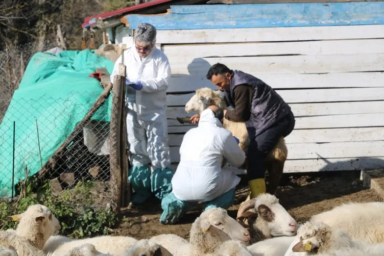 Hayvanlarda o hastalık görüldü: 50 köy karantinaya alındı!