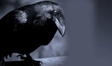 Bir karga öldüğü anda meğer...