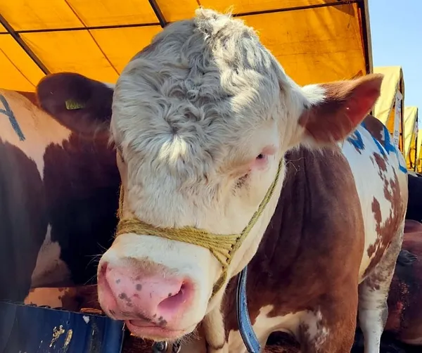 Bayram Yaralanmaları