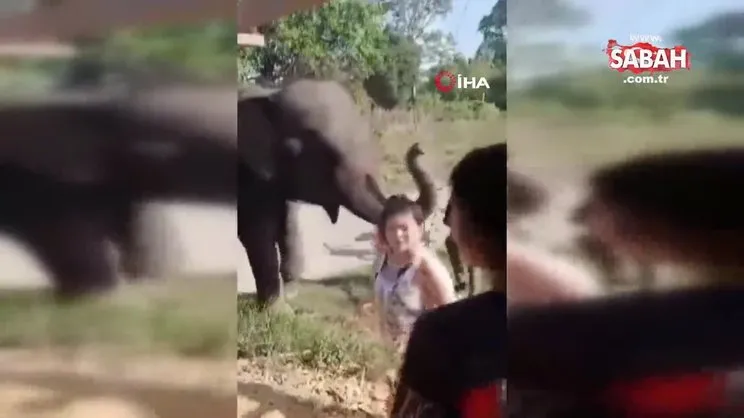 Tayland’da fil sahibini ezerek öldürdü