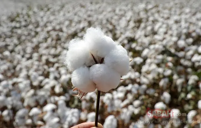 SON DAKİKA... Kimya şirketinde GDO skandalı: 12 yıla kadar hapsi isteniyor