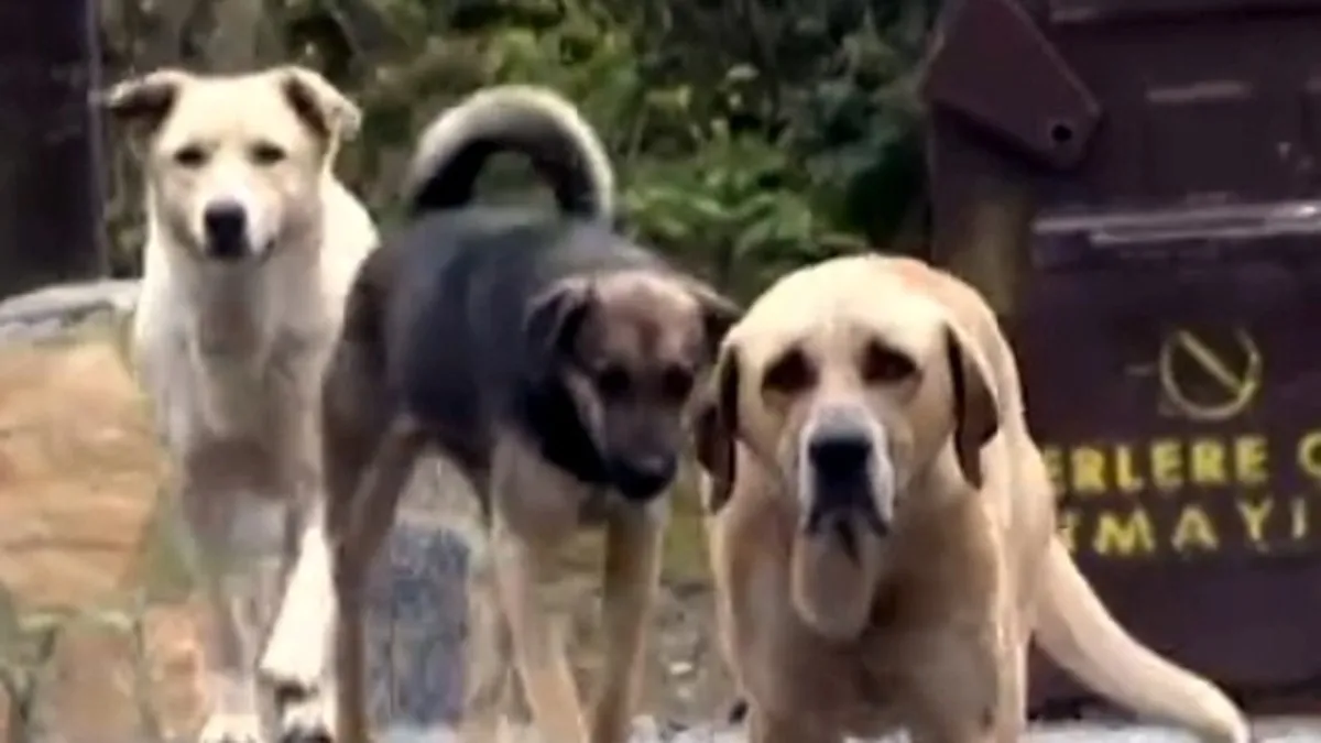 İstanbul’da başıboş köpeklerin saldırıları tehlike oluşturuyor! İstanbul’da başıboş köpeklerin saldırıları tehlike oluşturuyor!