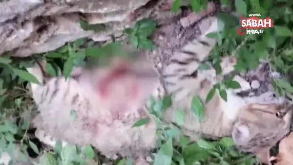 Bursa’nın İznik ilçesinde pitbull cinsi köpeğe parçalatılan hamile kedi öldü!