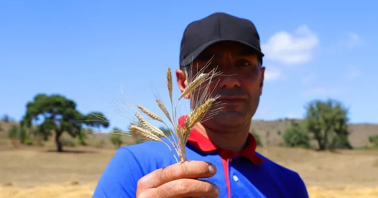 Karadeniz’de siyez buğday hasadı