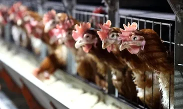 Tavuk eti üretimi eylülde arttı