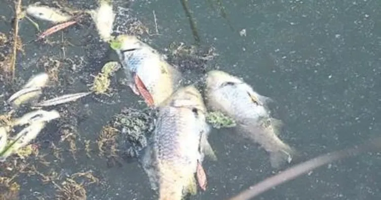 Manavgat’ta balık ölümleri arttı