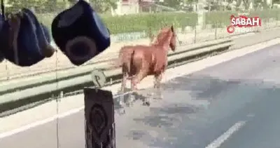 Son dakika haberi | Bursa’da otoyolda sol şeritte otomobillerle yarışan at görenleri şoke etti | Video