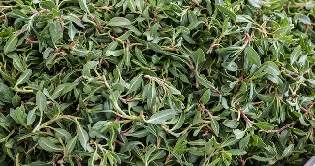 Madımak Otunun Faydaları Nelerdir? Madımak Otunda Hangi Vitaminler Var, Ne İşe Yarar?