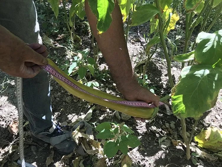Antalyalı çiftçi ata tohumlarıyla 52 santimetre boyunda patlıcan yetiştirdi: Bu patlıcanın böyle olduğuna ben dahi inanamadım!