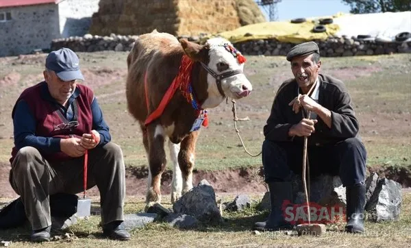 Kars'ta buzağı güzellik yarışması