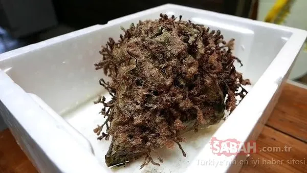 Bakması bile iğrenç gelebilir ama bayıla bayıla yiyorlar... Porsiyonu 600 dolar!