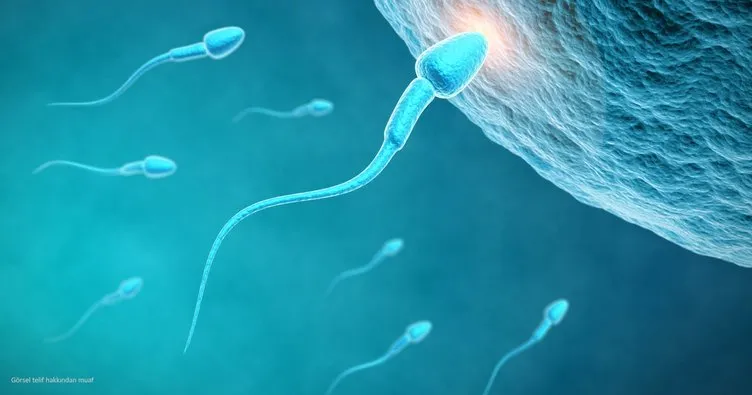 Sperm hareketinde azalma görülmesi ne anlama gelir?