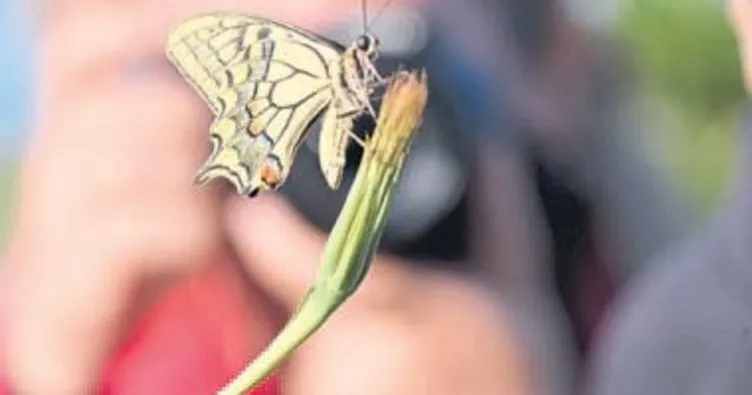 Mersin’de ‘1001 Kelebek’ sergisi ziyarete açıldı