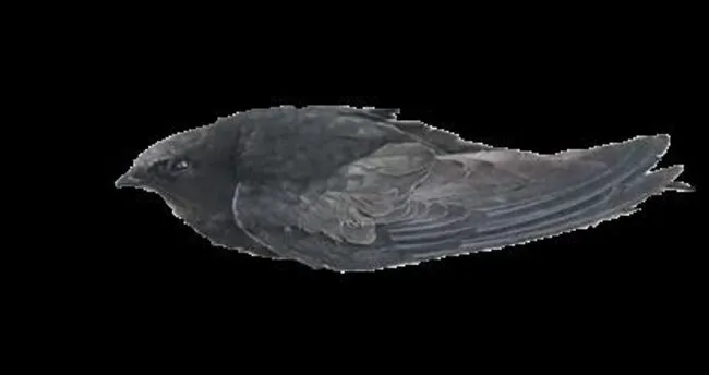 sabah
