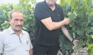 Tarsus’ta dolu üzüm bağlarına zarar verdi
