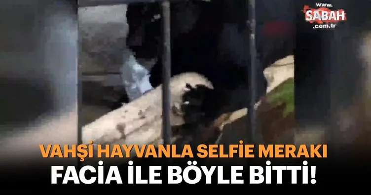 Selfie çekmeye çalışan kadına jaguar saldırdı