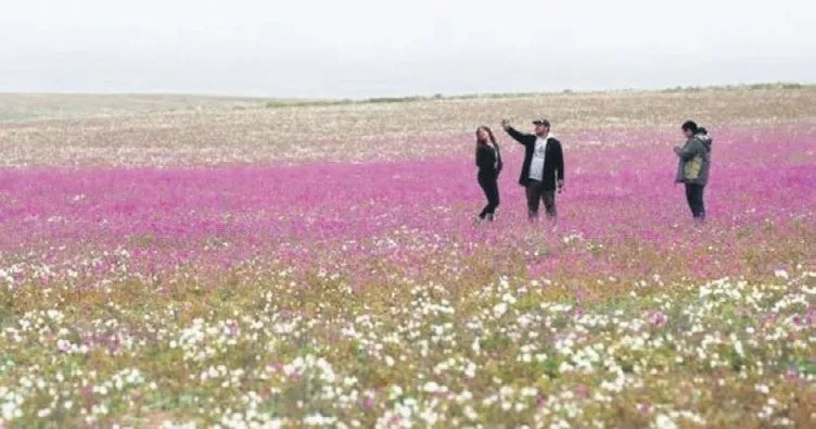 En kurak çöl çiçekler içinde