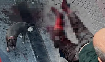 İstanbul’da pitbull dehşeti! Talihsiz adam ağır yaralandı