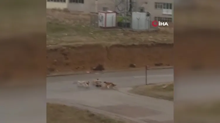 Ankara’da başıboş sokak köpeği dehşeti! Defalarca ısırdılar: 2-3 dakika geçseydi...