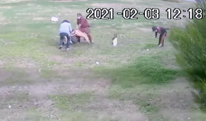 son dakika antalya daki pitbull