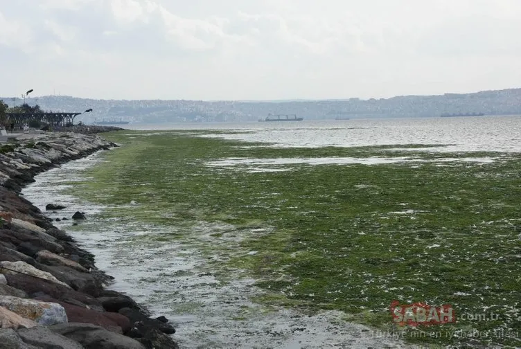 İzmir’de şaşırtan görüntü... Sahil boyu, ’deniz marulu’ yosunlarla doldu