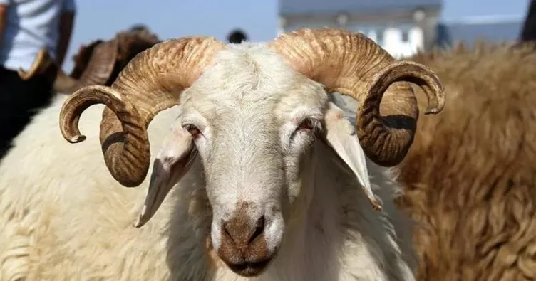 Bugün bayramın kaçıncı günü? Kurban Bayramı tatili ne zaman ve ayın kaçında bitiyor, bayram tatili kaç gün olacak?