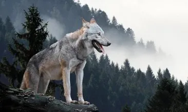 Rüyada kurt görmek nasıl yorumlanır? Rüyada siyah ve beyaz kurt görmek, kurt saldırısına uğramak neye işarettir?