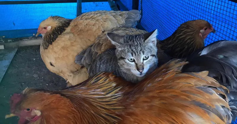 Yavru Kedi Horoz Ve Tavuklarla Birlikte Kumeste Yasiyor Son Dakika Yasam Haberleri Yavru Kedi Horoz Ve Tavuklarla Birlikte Kumeste Yasiyor Son Dakika Yasam Haberleri