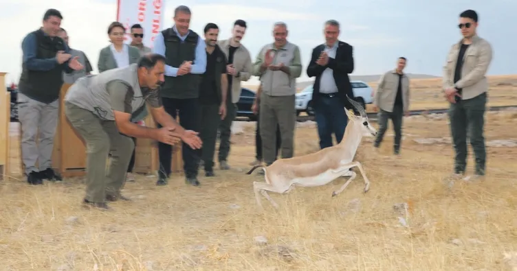 Şanlıurfa’da 20 ceylan doğaya bırakıldı