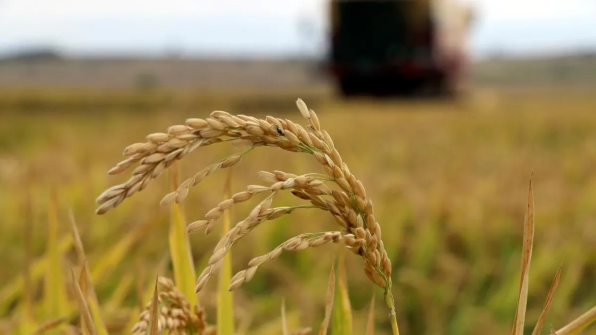 TMO açıkladı: Çeltik alım fiyatları belli oldu TMO açıkladı: Çeltik alım fiyatları belli oldu
