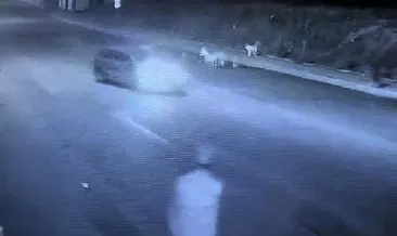 Yolda yatan sokak köpeğinin üzerinden geçti: Diğer köpekler başından ayrılmadı!