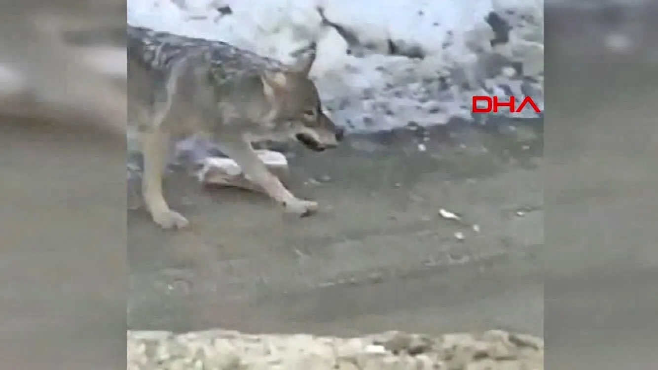 hakkari yuksekova merkezine inerek yiyecek arayan kurt kamerada video